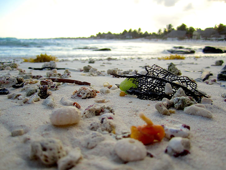 strand, schelpen, oever, Coral, reizen, zand, Sea shell