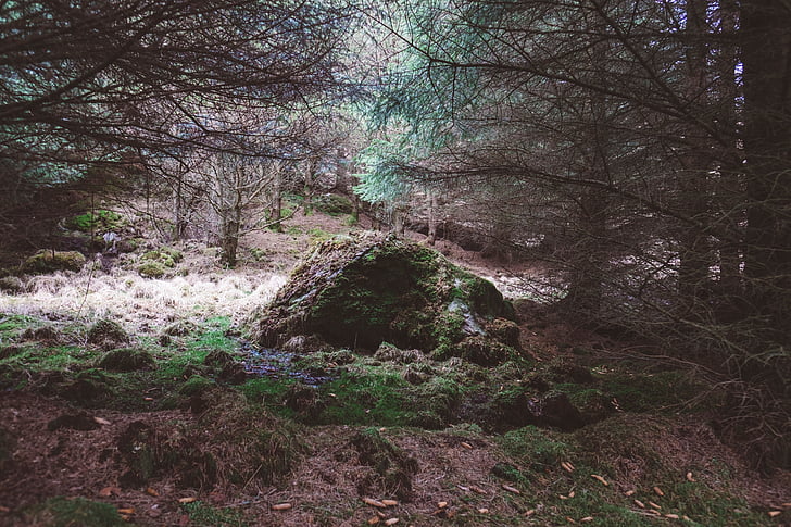 pedra, cobert, molsa, a prop, sense fulles, arbres, verd