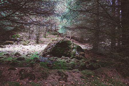 pedra, cobertos, musgo, perto de, sem folhas, árvores, verde