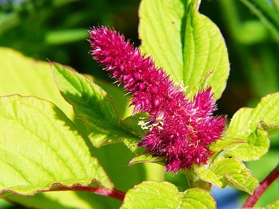 foxtail, blomst ENG, rød, eng, natur, blomster, fargerike