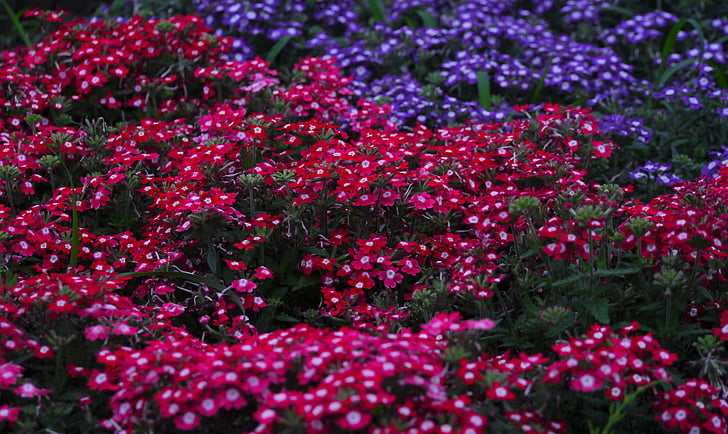 verbena, flores, Verbenaceae, vermelho, vermelho roxo, roxo, azul-violeta