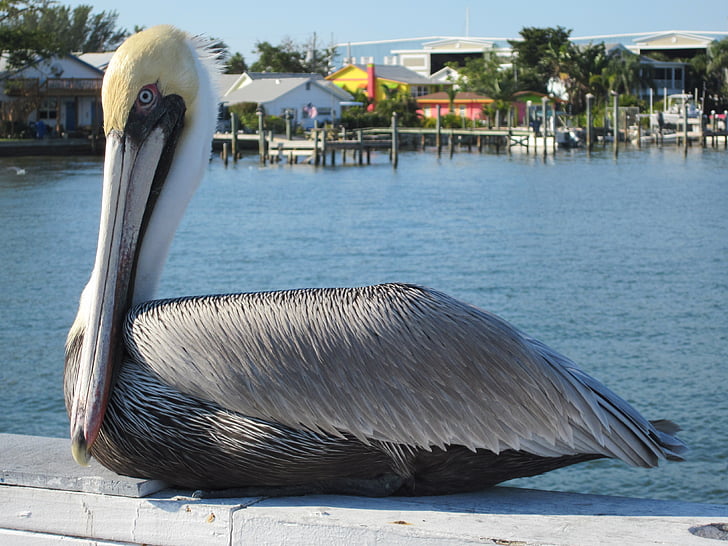 Pelikan, Anna maria Adası, Florida