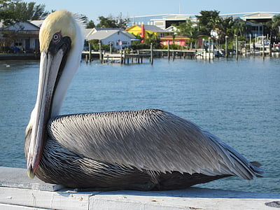 pelikāns, Anna maria salas, Florida