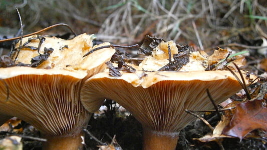 gljive, gljive, šumskih gljiva, jesen, priroda, makronaredbe