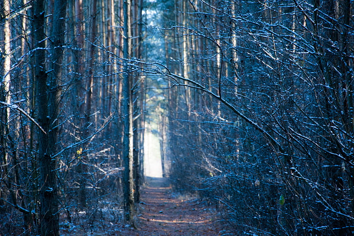 bosque, invierno, Polonia, árbol, naturaleza, la ruta de acceso, Woodland