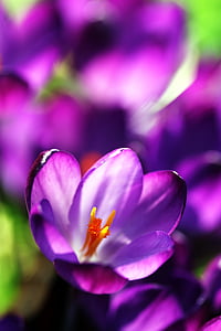 クロッカス, 花, 春, 自然, ガーデン, ブロッサム, 紫
