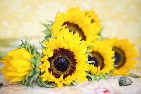 sunflowers, summer, yellow, nature, flowers, natural, background