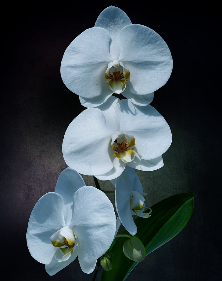orquídia, flor, flor, flor, blanc, planta, tropical
