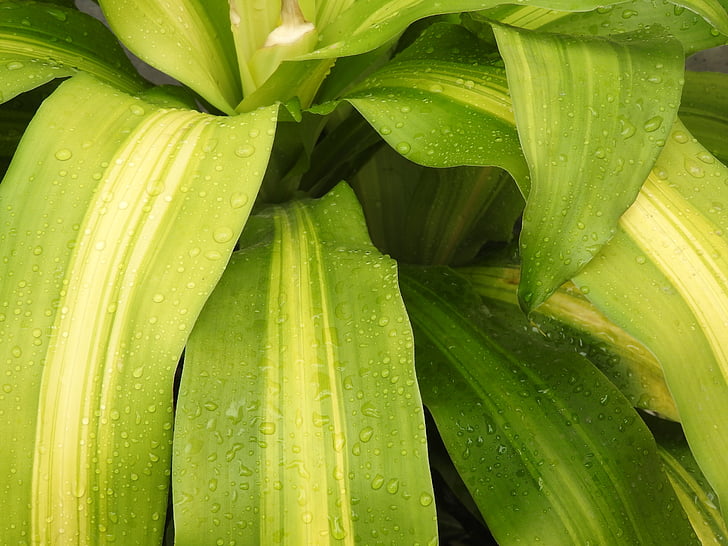 natureza, verde, plantas, jardim