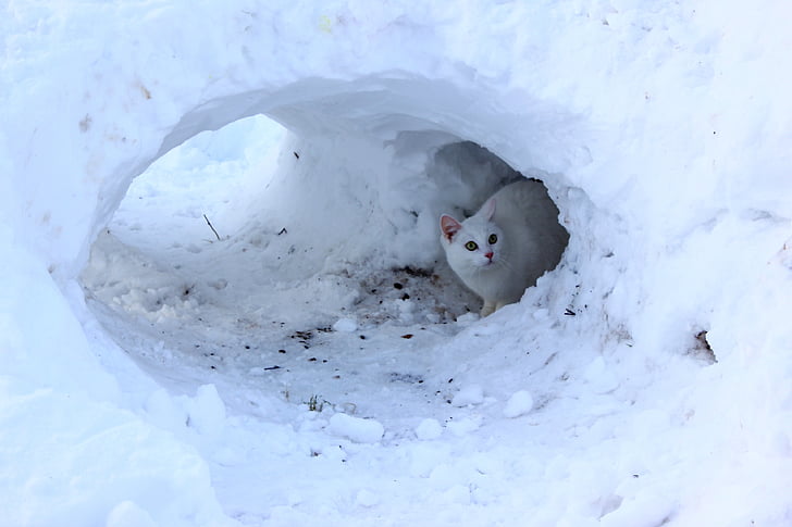ฤดูหนาว, แมว, หิมะ, ฟันผุ, ฟินแลนด์, สัตว์เลี้ยง, สีขาว
