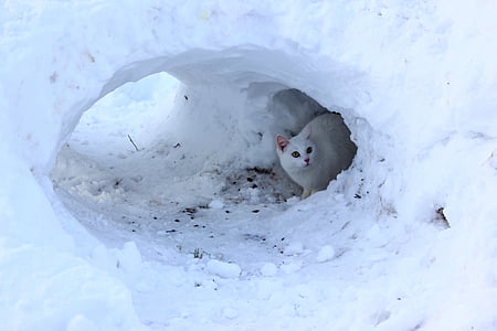 inverno, gatto, neve, cavità, Finlandese, animale domestico, bianco