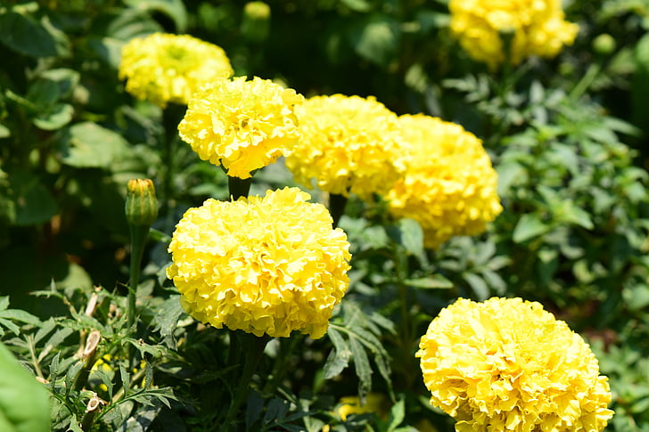 Calêndula, flores, amarelo, uma flor amarela, Chiang mai Tailândia, Tailândia, flor de calêndula