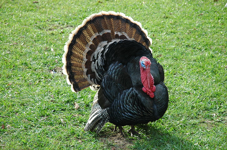 turkey, farm, australia, feathers, poultry, animal, bird