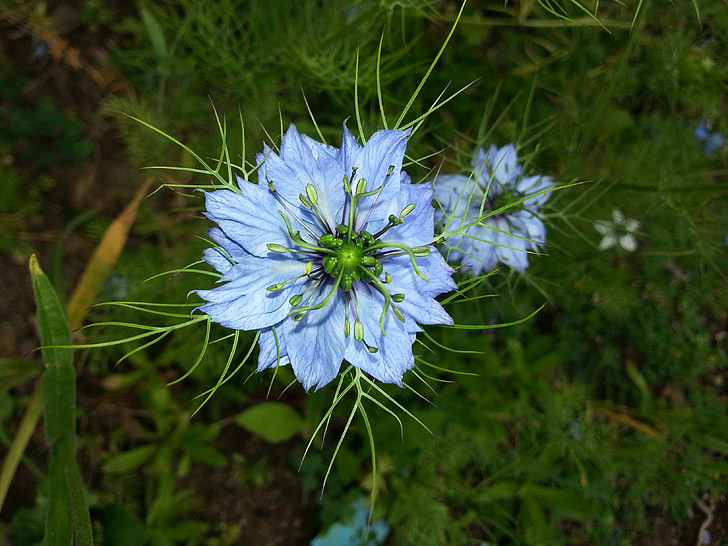 blomst, Nigella sativa, anlegget, blå blomst