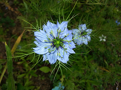 cvet, Nigella sativa, rastlin, modri cvet