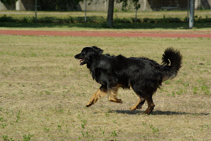 dog, hovawart, animal, competition, obedience, running