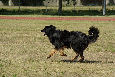 pas, hovawart, životinja, natjecanje, poslušnost, trčanje