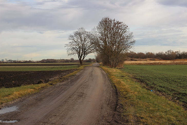 landscape, tree, nature