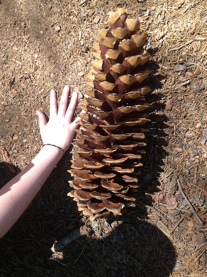 pine cone, yosemite, sugar pine, mariposa, nature, hand