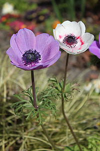violetti, Irlanti, kukka, värikäs