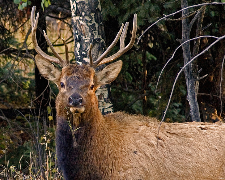 elk, stag, close up, wildlife, rack, antlers, portrait