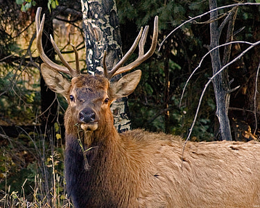 Elk, jeleň, zblízka, voľne žijúcich živočíchov, Rack, parohy, portrét