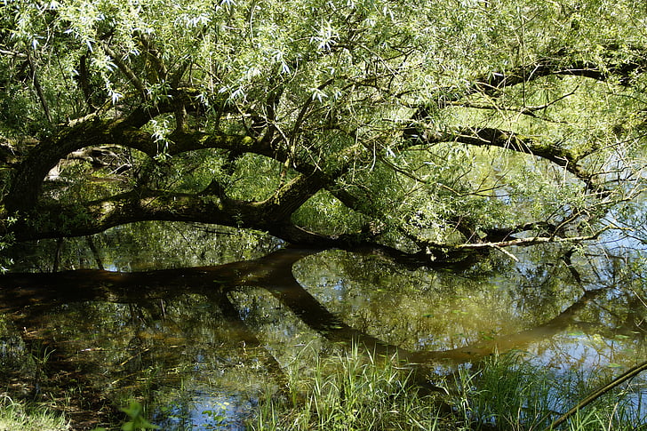 đồng cỏ, chi nhánh, nước, Lake, phản ánh, cây, màu xanh lá cây
