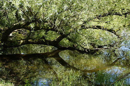 Weide, Filiale, Wasser, See, Spiegelung, Baum, Grün