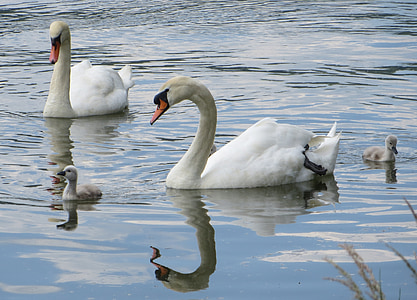 swans, birds, waterfowl, sublime, beautiful, graceful, water