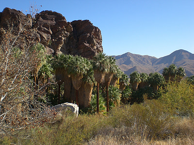 Cânion de Palm, Califórnia, deserto