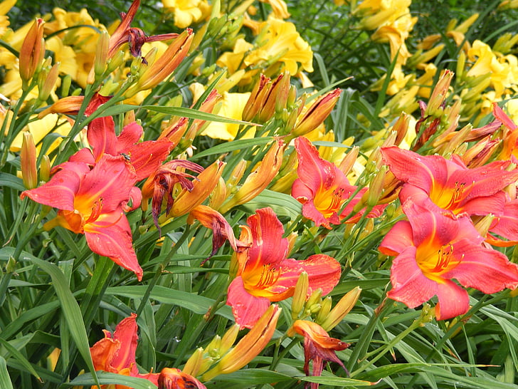 daylily, ฤดูร้อน, สีเหลือง, ดอกไม้, ธรรมชาติ, โรงงาน, ดอกไม้