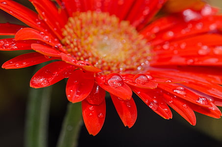 blossom, bloom, red flower, drop of water, flora, red, close