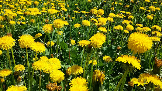 spring meadow, dandelion, grass, spring day, bloom, green, yellow