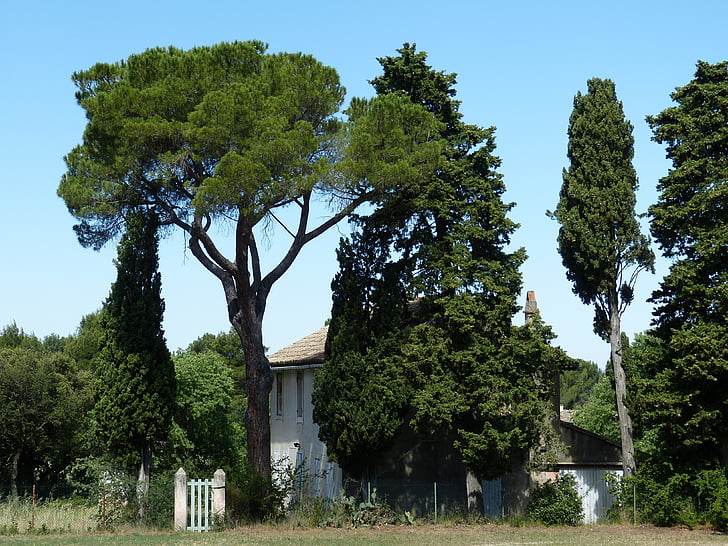 Provence, Rhône, Frankrike, trädgård, södra Frankrike, hem, Pine