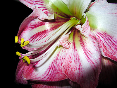 Amaryllis, fiore, chiudere, Blossom, Bloom, incompleto