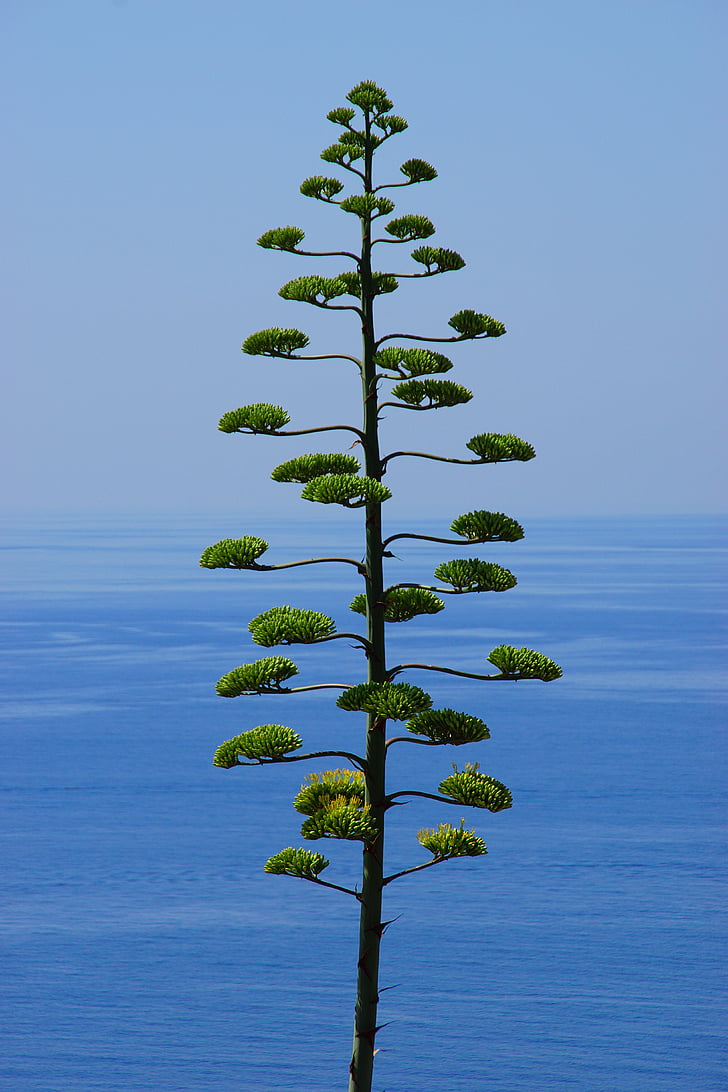 puu, Pine, havupuu, Luonto, maisema, pistettä, Sea