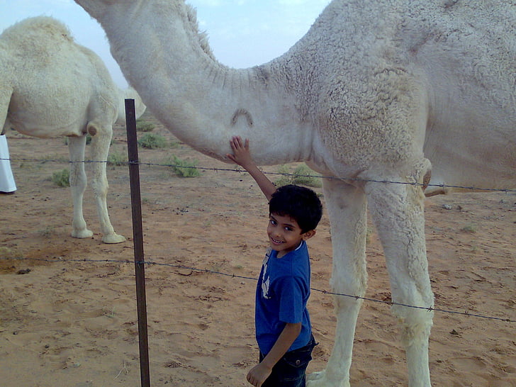 Arabia Saudí, camello, chico, desierto, arena, animal, viajes
