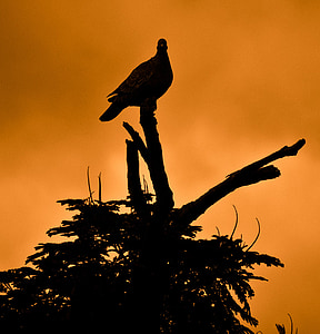 dove, silhouette, peace, sunset, bird, nature, tree