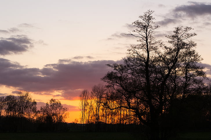 Sunset, puud, Shadow, siluett, loodus, õhtupäike, Õhtune taevas
