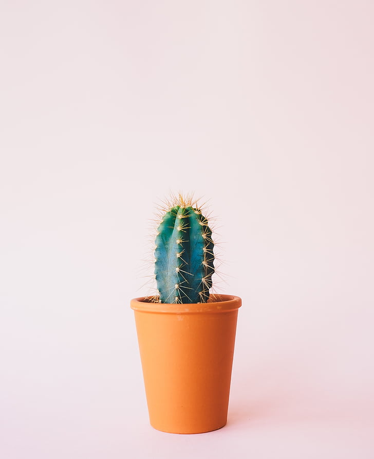 green, cactus, brown, pot, plants, nature, spikes