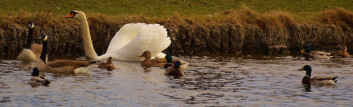 swans, ducks, geese, pond, waterfowl, feather, mood