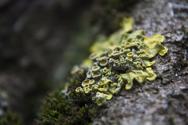lichen, macro, yellow, closeup, nature