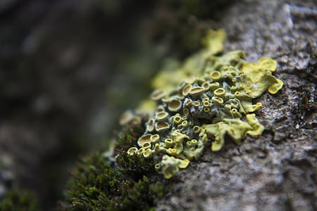 lichen, macro, galben, closeup, natura