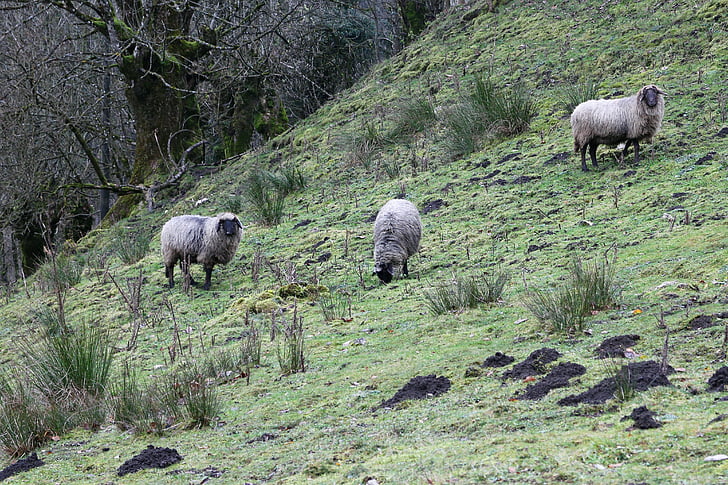 sheep, animal, meadow, slope, mountain, management, outside