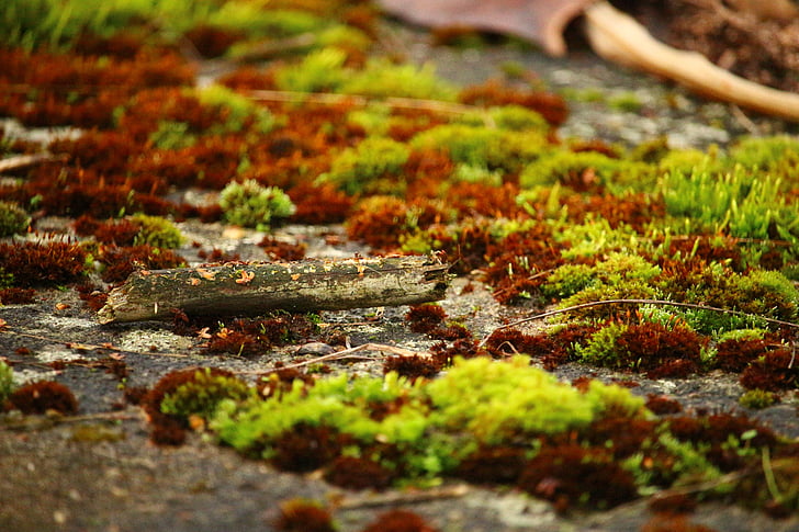 Moss, samblike, kiviseina, kivi, päevinäinud, loodus, puit