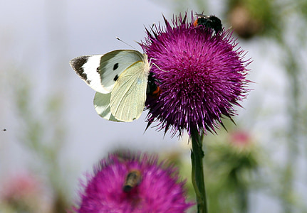 thistle, white, butterfly, blossom, bloom
