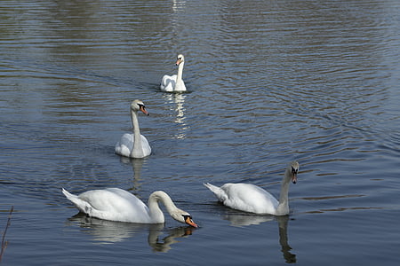 Swan, sjön, fågel, djur, reflektion, fredliga, naturen