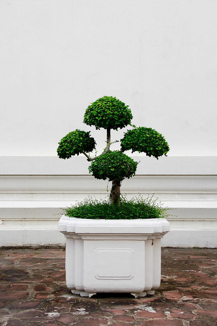 bonsai, tree, bäumchen, green, leaves, grow, potted plant