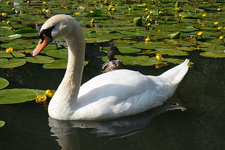 swan, swimming, water, bird, white, lake, wildlife