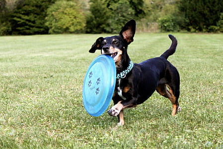 bassotto, Frisbee, cane, cane che corre, animale domestico, prato, orgoglio